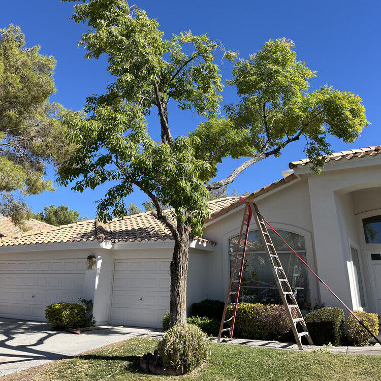 Landscaping in Las Vegas, NV